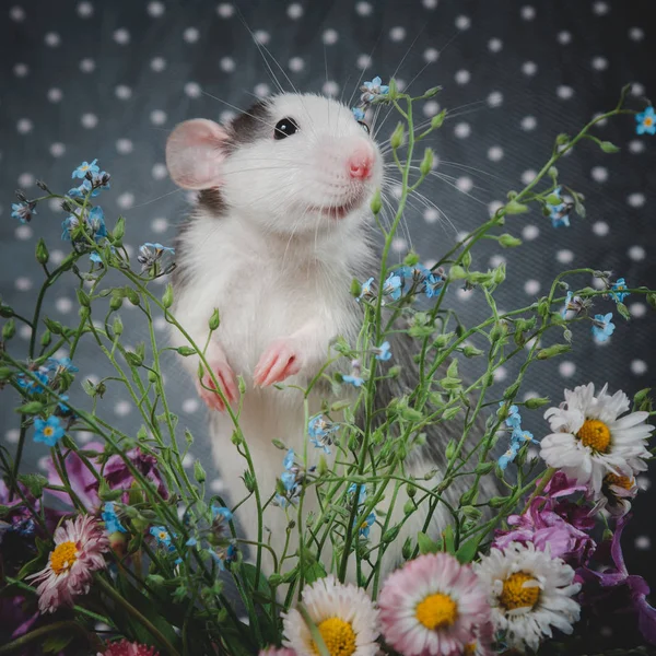 Beyaz beneklerin arka planında taze çiçekler olan fare renginde bir kurt. Çin Yeni Yıl sembolü — Stok fotoğraf
