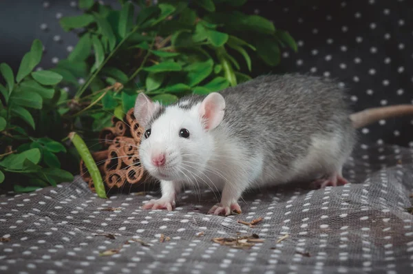 Rat couleur husky avec des fleurs fraîches sur le fond de pois blancs. Symbole Nouvel An chinois — Photo