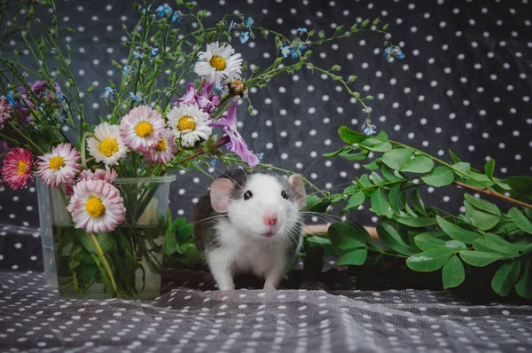 Rat couleur husky avec des fleurs fraîches sur le fond de pois blancs. Symbole Nouvel An chinois — Photo