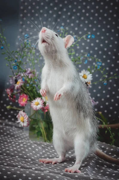 Rat couleur husky avec des fleurs fraîches sur le fond de pois blancs. Symbole Nouvel An chinois — Photo