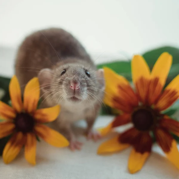 Rat Dumbo avec de grandes oreilles couleur agouti se trouve sur un fond blanc en fleurs fraîches jaunes . — Photo