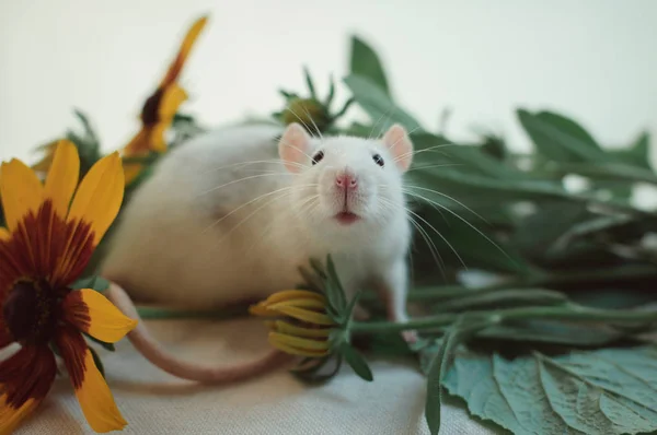 Un rat décoratif blanc aux yeux noirs regarde d'un bouquet de fleurs . — Photo