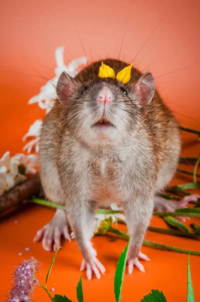 Smart rat est de couleur agouti sur un fond orange vif — Photo