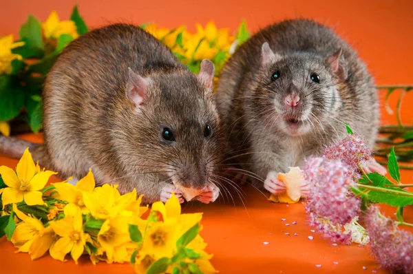 Smart råtta är agouti i färg på en ljus orange bakgrund — Stockfoto