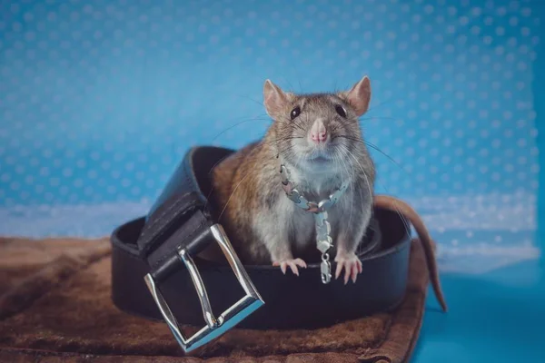 Smutny brązowy szczur leży smutnie w pierścieniach pasa spodni na niebieskim tle. — Zdjęcie stockowe