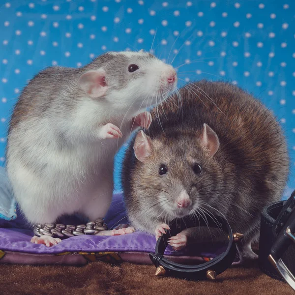 Dos ratas se paran lado a lado sobre un fondo azul — Foto de Stock