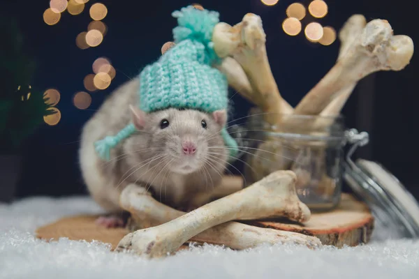 Um rato selvagem e ossos enormes em uma floresta nevada . — Fotografia de Stock