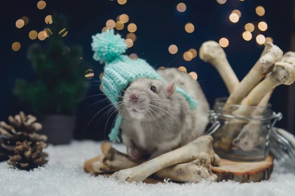 Um rato selvagem e ossos enormes em uma floresta nevada . — Fotografia de Stock