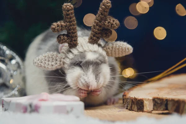 Um retrato festivo do rato domesticado com luzes de Natal, decorações de Natal, cones de pinho e neve . — Fotografia de Stock