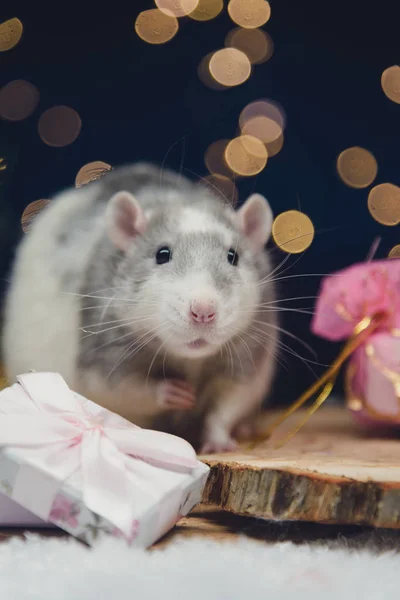 Um retrato festivo do rato domesticado com luzes de Natal, decorações de Natal, cones de pinho e neve . — Fotografia de Stock