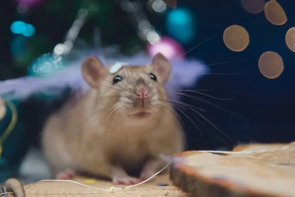 Retrato festivo de la rata domesticada con luces navideñas, decoraciones navideñas, conos de pino y nieve . — Foto de Stock
