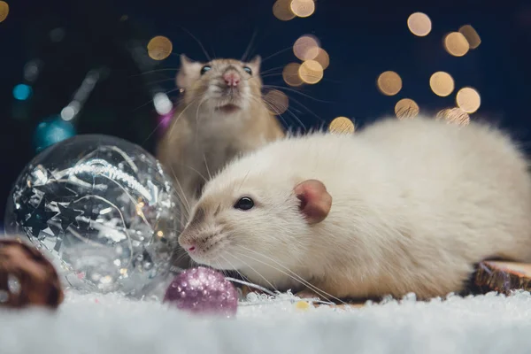 有圣诞彩灯、圣诞装饰品、松果和雪的家养老鼠的节日肖像. — 图库照片