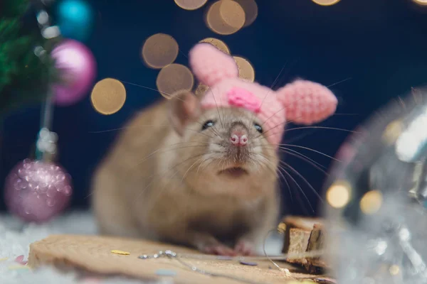 有圣诞彩灯、圣诞装饰品、松果和雪的家养老鼠的节日肖像. — 图库照片