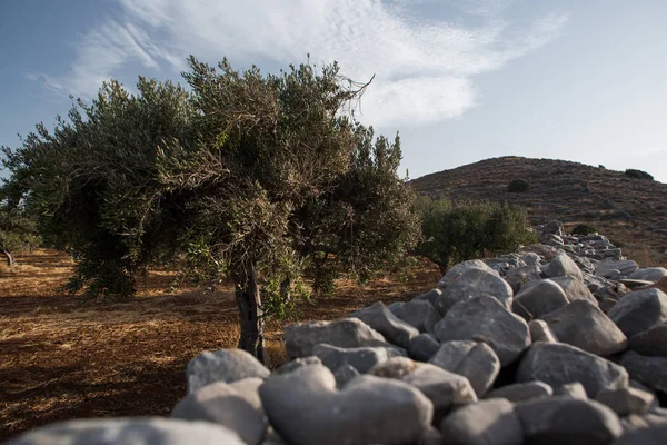 Zeytin ağacı Crete, Yunanistan