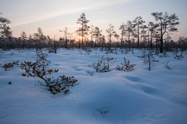 Güzel gündoğumu kış güneş ışığı trought ağaçlar, karlı, soğuk doğa