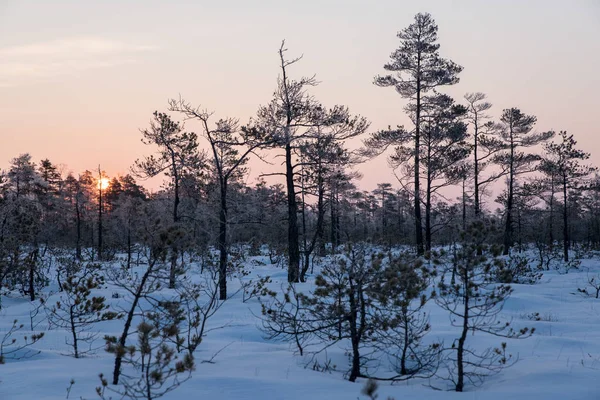 Güzel gündoğumu kış güneş ışığı trought ağaçlar, karlı, soğuk doğa