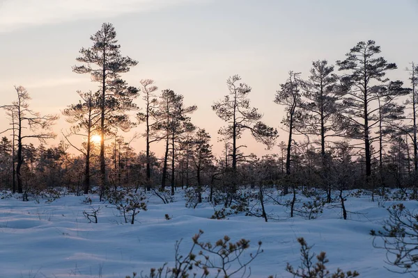 Güzel gündoğumu kış güneş ışığı trought ağaçlar, karlı, soğuk doğa