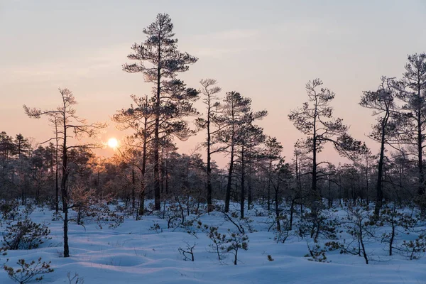 Güzel gündoğumu kış güneş ışığı trought ağaçlar, karlı, soğuk doğa