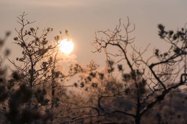 Güzel gündoğumu kış güneş ışığı trought ağaçlar, karlı, soğuk doğa