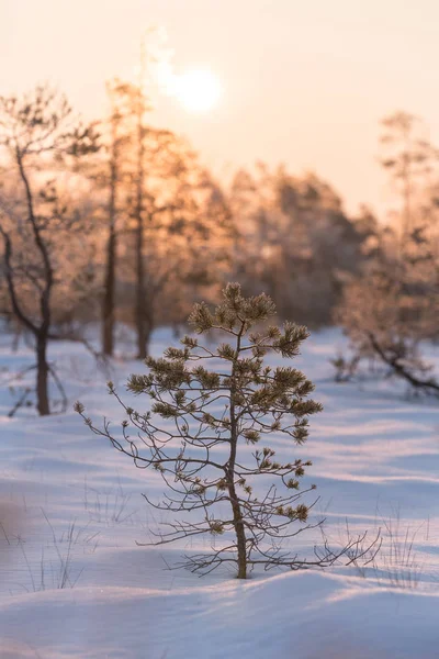Güzel gündoğumu kış güneş ışığı trought ağaçlar, karlı, soğuk doğa