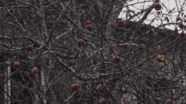 Närbild Äppelträd Bredvid Övergiven Byggnad — Stockvideo