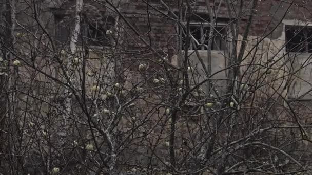 Closeup View Apple Tree Abandoned Building — Stock Video