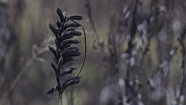 大自然中树枝的特写视图 — 图库视频影像