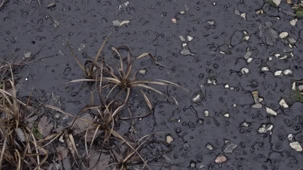 Closeup View Grass Grey Dirt — Stock Video