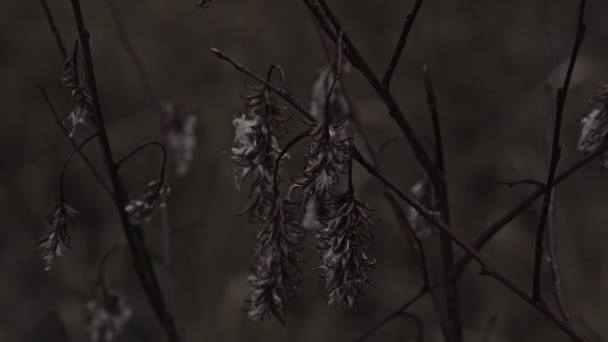 Doğadaki Ağaç Dallarının Yakın Görüntüsü — Stok video