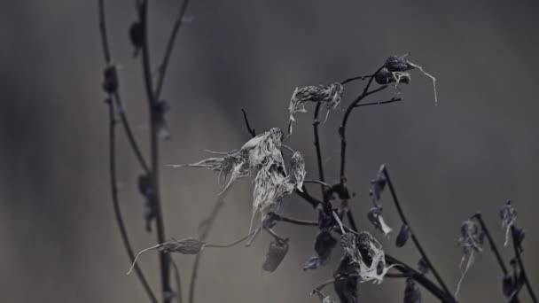 大自然中树枝的特写视图 — 图库视频影像
