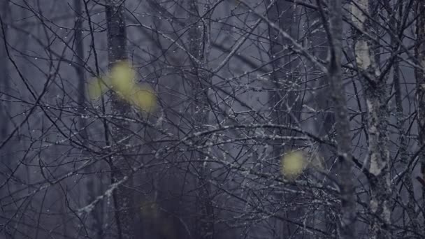 Vue Rapprochée Des Branches Des Arbres Nature — Video