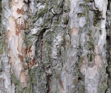 Eski Ağaç Yapısı Arkaplan Şablonu