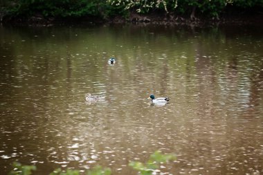Suyun içinde küçük bir tekne. Vahşi ördekler