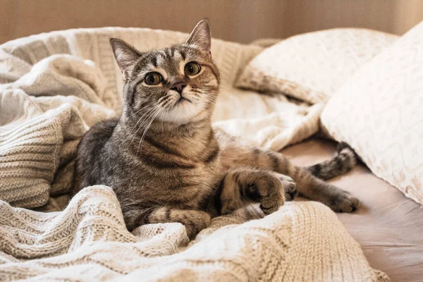 Kahverengi çizgili kedicik yün bej ekose örgü. Küçük sevimli tüylü kedi. Konforlu ev.