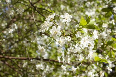 Güneşte açan kiraz dalı. Beyaz çiçekler. Çiçek açan ağaç. Güneşli bahar günü.