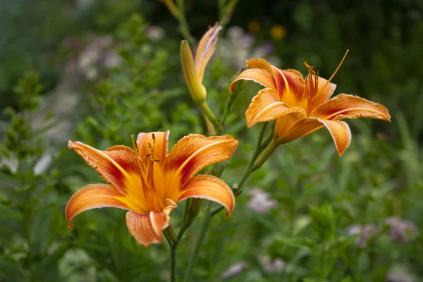 Çiçekli zambak. Portakal çiçeği. Lilium Amabile, dost veya lo