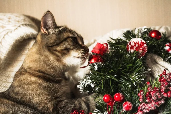 Gattino a strisce marrone intrecciato con ghirlanda natalizia. Carino gatto su li — Foto Stock