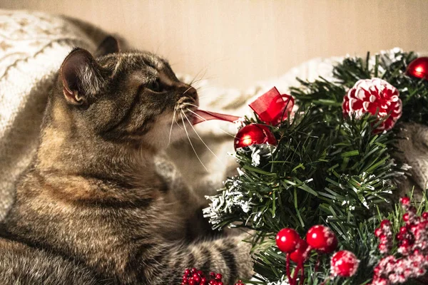 Kahverengi çizgili, Noel çelenkli kedi tabağı. Kedi ısırır Yeni 