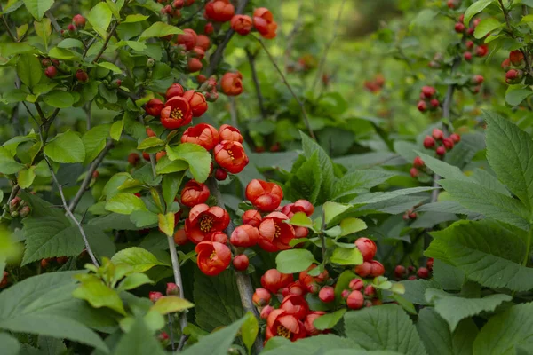 Çiçekli çalılar Chaenomeles japonica. Maules quince. Kırmızı orangutan