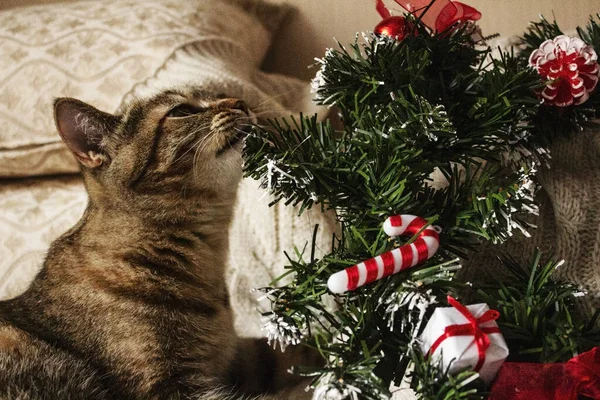 Kahverengi çizgili kedi yavrusu Noel çelengiyle oynuyor. Yeni Kediyle