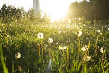 Gün batımında tüylü karahindiba tarlası. Yeşil gra ile manzara