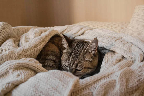 Brun randig kisse sover på stickad ull beige rutig. Lilla söta fluffiga katt. Mysigt hem. — Stockfoto