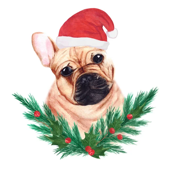 Yılbaşı şapkalı kırmızı Fransız Bulldog 'u, köknar ağacı çelengi, yapraklar ve kutsal böğürtlen. Şirin kahverengi köpek. Suluboya çizimi.