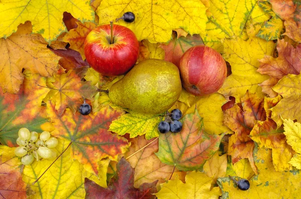 Herbstblätter und Früchte im Hintergrund. — Stockfoto