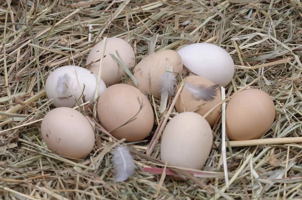 Ovos de galinha orgânicos no feno natural . — Fotografia de Stock