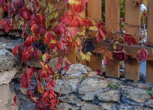 Uvas selvagens na queda em uma cerca de madeira . — Fotografia de Stock