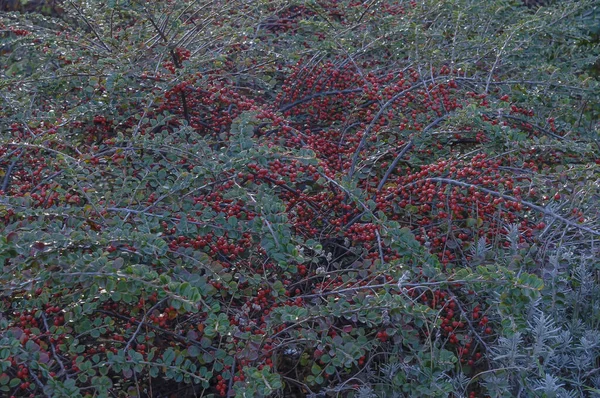 Cotoneaster vörös gyümölcsökkel a kertben ősszel. — Stock Fotó