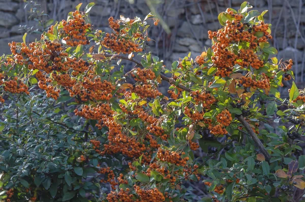 Pyracantha jest wiecznie zielonym krzewem cierniowym jesienią. — Zdjęcie stockowe