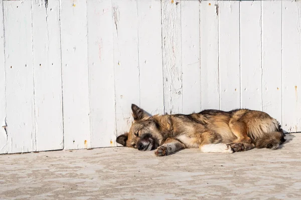 Der Hund schläft in der Nähe des weißen Zauns. — Stockfoto