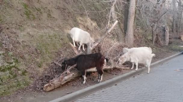 Des chèvres blanches et noires paissent sur les pentes. Les animaux mangent de l'herbe sèche. Journée chaude d'hiver. Allongé un vieil arbre sec .